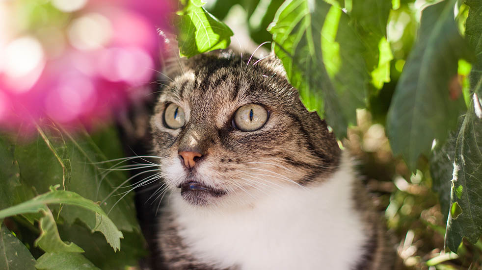 Gardening waste; cat